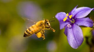 Olor de flores hace que abejas agresivas se vuelvan mansitas