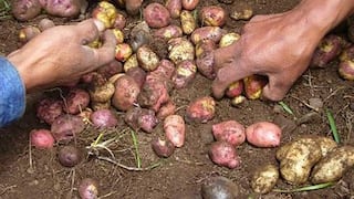 Junín: Agricultores contarán con más de 180 toneladas de semilla de papa  