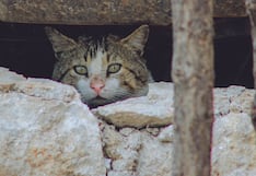 Mascotas y desastres naturales: tres medidas para protegerlas