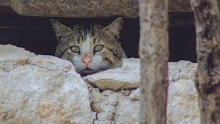 Mascotas y desastres naturales: tres medidas para protegerlas