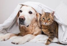 Lluvias en Lima: ¿Cómo proteger a su mascota del frío esta temporada?