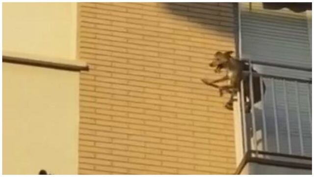 Facebook: Perro se arroja de balcón tras pasar horas al sol y sin agua [VIDEO]