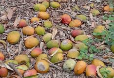 La columna del Tío Billegas: La crisis del mango y su impacto en los agricultores