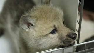 Lobo salvaje ártico es clonado al ser gestado por una perra de raza beagle