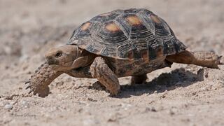 Estados Unidos niega protección federal a tortuga y activistas están en desacuerdo con decisión