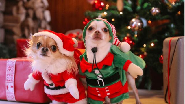Evento pet-friendly recaudará fondos para animales abandonados esta navidad