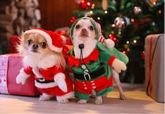 Evento pet-friendly recaudará fondos para animales abandonados esta navidad