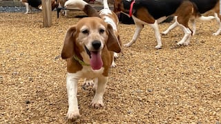 Dan 60 días para adoptar 4000 perros rescatados que vendían para experimentos | VIDEO