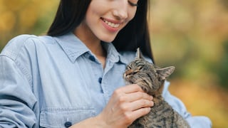 Mitos comunes sobre gatos desmentidos por experto veterinario