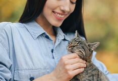 Mitos comunes sobre gatos desmentidos por experto veterinario