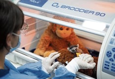 Bebé lémur solo se alimenta si está cerca de su peluche “mamá”
