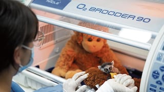 Bebé lémur solo se alimenta si está cerca de su peluche “mamá”