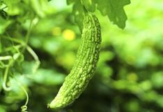 Comer para vivir: ¿Cuánta balsamina se puede consumir?