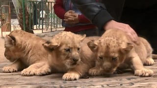 ​Vende tres cachorros de león porque no tiene cómo darles de comer
