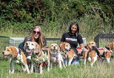 Rescatan miles de perros usados para experimentos en que sufren tortura y hasta mueren