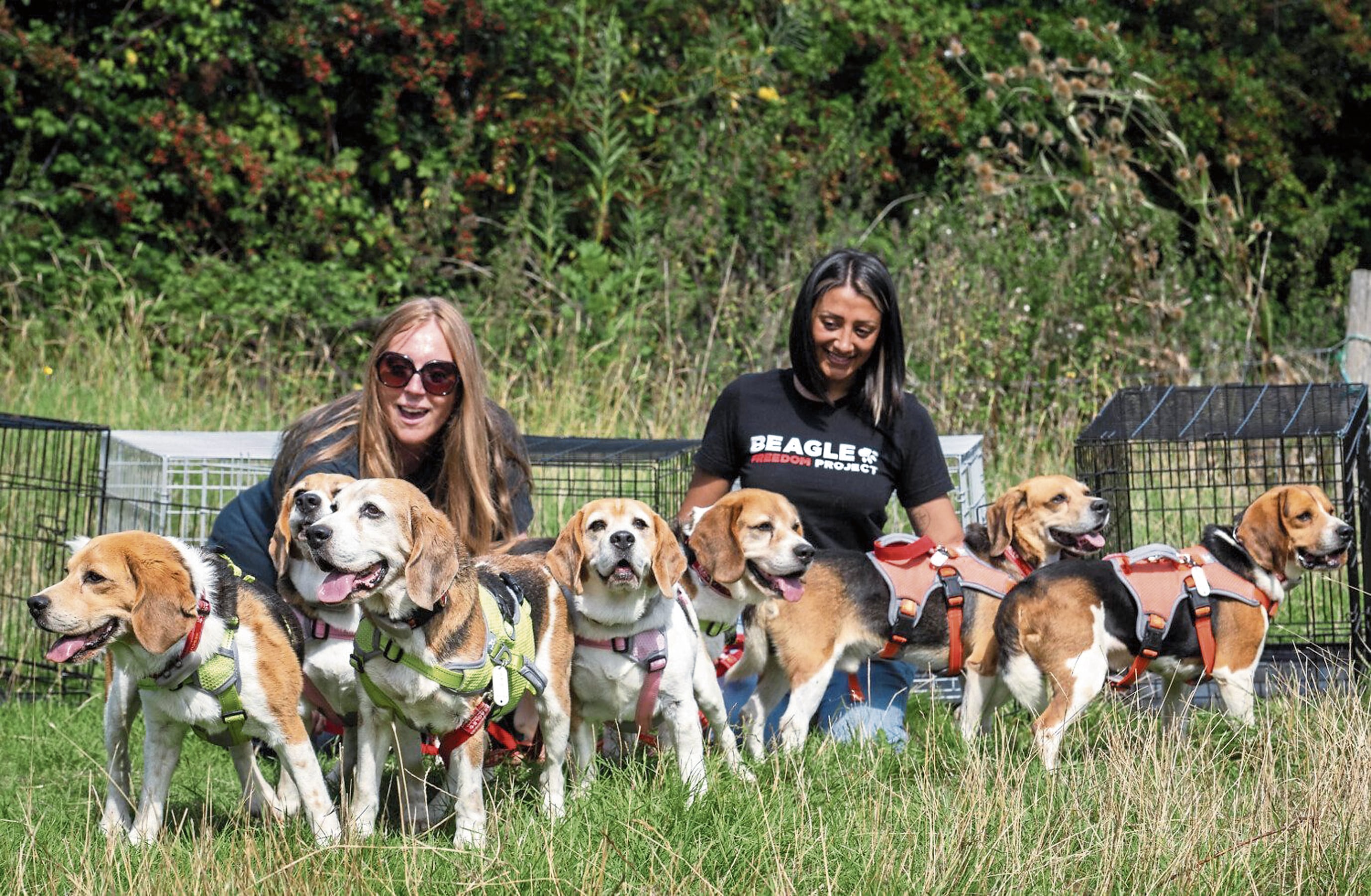 Los perros beagle deben ser rehabilitados antes de ser entregados en adopción.
