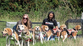 Rescatan miles de perros usados para experimentos en que sufren tortura y hasta mueren