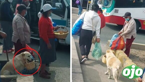 Ojo - Perrito acompañante