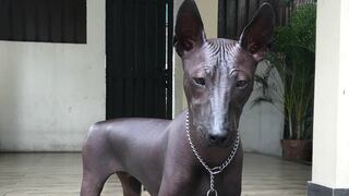 El reto viral que confunde a medio Internet: ¿es un perro o una estatua?