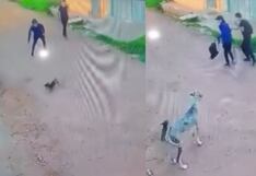 Perritos se vengan al instante de dos jóvenes que los asustaron en plena calle