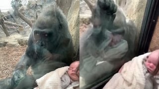 Gorila y mujer comparten su “amor de madre” al presentarse mutuamente con sus bebés