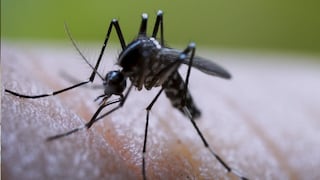 Aumentan los casos de dengue