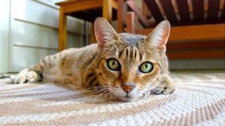 Rusia: pide ayuda por la salud su gato y lo encuentran muerto junto a este