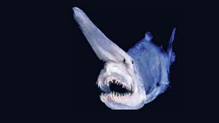 Capturan un tiburón duende prehistórico, apodado el "Alien de las profundidades"