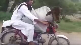 Hombre viajando con una vaca en una moto se vuelve viral | VIDEO