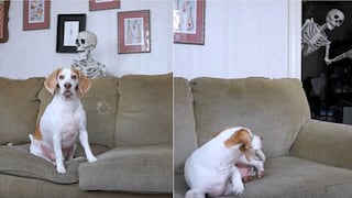 Mascotas: Le hacen terrorífica broma por Halloween y esta es su reacción [VIDEO]