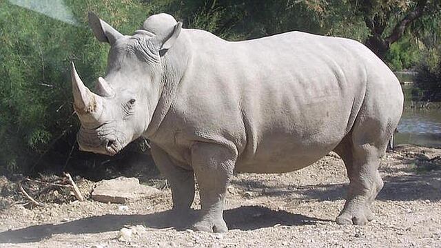 Toman medida desesperada para evitar extinción del rinoceronte blanco 