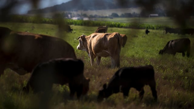 Un caso de la enfermedad conocida como de las vacas locas fue detectado en una granja escocesa