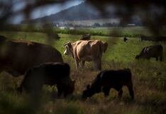Un caso de la enfermedad conocida como de las vacas locas fue detectado en una granja escocesa