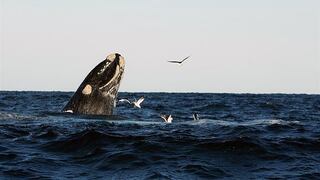 El vuelo de la ballena franca vuelve a la Patagonia argentina 