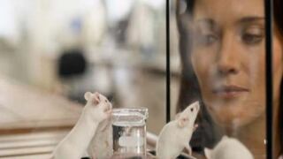 Terapia génica devuelve el oído a ratones sordos y esperanza a humanos
