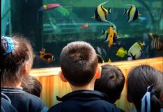 Descubre el acuario más grande del Perú ubicado en el distrito de Comas (VIDEO)