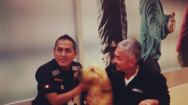 Perro recibió muy contento a César Millán a su llegada a Lima [FOTO] 