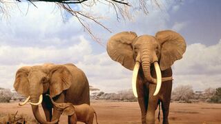 El elefante africano, condenado a la extinción por el tráfico de marfil 