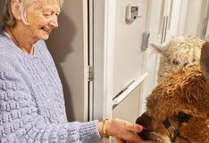 Alpacas peruanas alegran y levantan ánimos a abuelitos con depresión y demencia senil