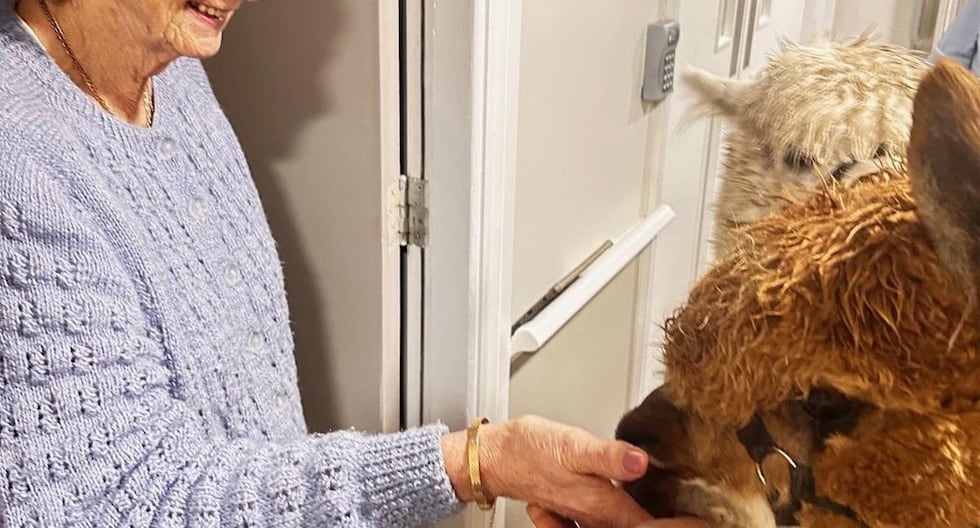 Alpacas traen alegría y esperanza a residentes de hogar de ancianos en Irlanda