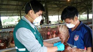 Comer para vivir: Carne de aves e influenza aviar