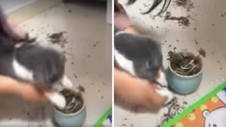 Gato tira la tierra de una maceta y dueña la hace limpiar el desastre que ocasionó (VIDEO)