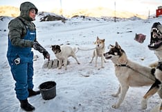 Perros de trineos son recontrafuertes y son alimentados con bastante carne