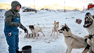 Perros de trineos son recontrafuertes y son alimentados con bastante carne