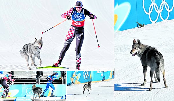 Perro lobo fue la sensación y recibió los aplausos del público por ser mansito y juguetón.