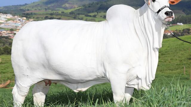 La vaca más cara del mundo está valorizada en 4,3 millones de dólares | VIDEO