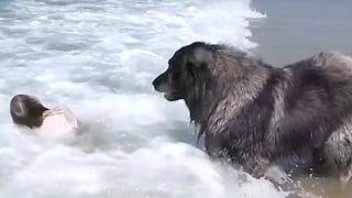 Niña se ahogaba en la playa y perrito realiza un acto heróico (VIDEO)