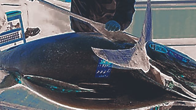 Venden atún gigante en casi dos millones
