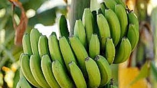 ​Científico elabora un alimento contra la diabetes a base de plátano verde