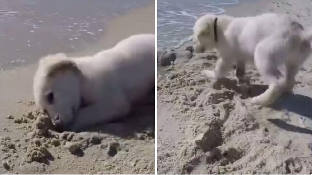 Cachorro realizaba un hoyo en la arena sin imaginar que el mar arruinaría su trabajo